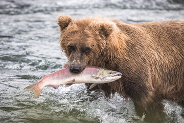 Plakat Bären beim Lachsfischen in Alaska
