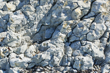 Newly elevated seabed rock formations on the shore of the Kaikoura coast, New Zealand
