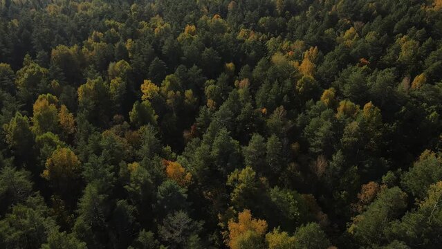 dense autumn forest in sunny weather, shooting from a drone