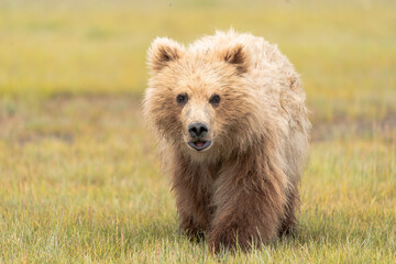 Portrait Bärenbaby Alaska