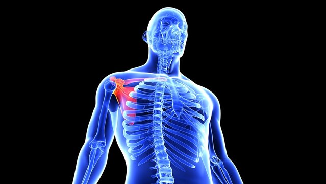 human left and right scapula bone anatomy and hand bones with beauty bone 3d illustration