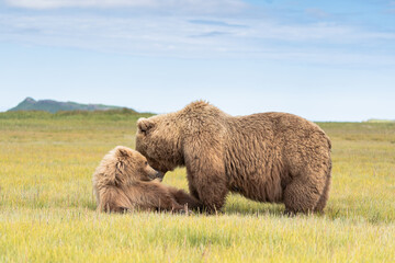 Bärenmama und Bärenbaby in Alaska