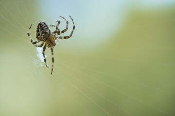 Cross spider in a spider web, lurking for prey. Blurred background