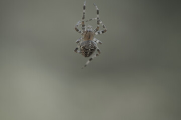 Cross spider crawling on a spider thread. Halloween fright. A useful hunter among