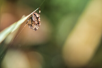 Cross spider huddled, with prey on a blade of grass. A useful hunter among insects