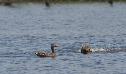 Fototapeta premium mallard duck is playing in the water