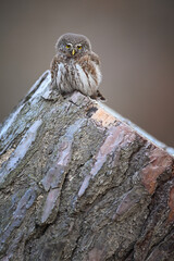 Small owl male Eurasian pygmy owl perched on stump