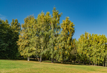 birch in autumn