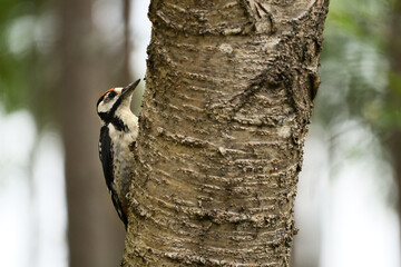 Great spotted woodpecker foraging in the forest on a tree with blurred background