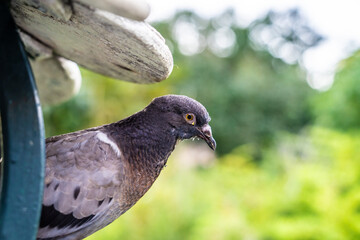 Portrait of a large gray pigeon sitting in a feeder in a city park.