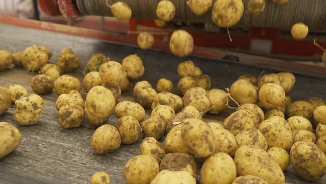Working Conveyor Moves Potatoes, Close-Up.
Warehouse conveyor carrying lots of potatoes.

