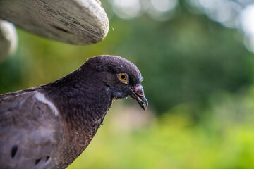 Portrait of a large gray pigeon sitting in a feeder in a city park.
