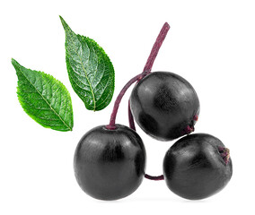 European black elderberry - small branch of elderberry and green leaves isolated on a white background. Sambucus.