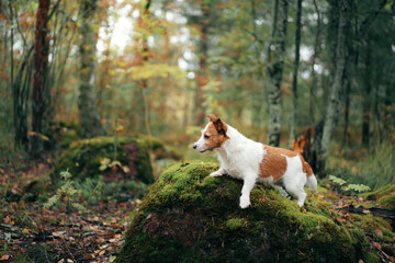 dog lies on a stone. jack russell in autumn park. 
