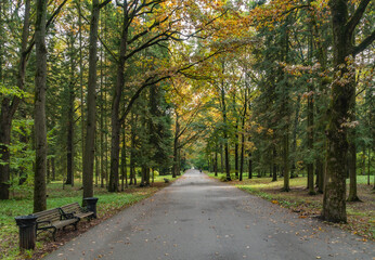 road in autumn forest