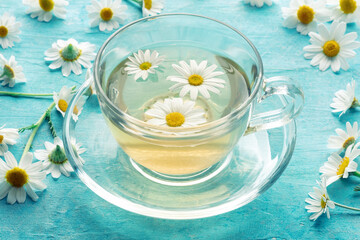 Chamomile tea in a cup with loose flowers, herbal medicine treatment, on a blue background