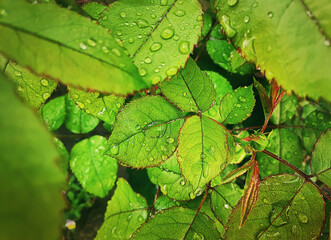 Rain drops on green leaves. Close up rose leaf with dew droplets. Natural background textures