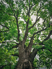 A look up at the green crown of a 350 year Pedunculate Oak located near Curchi Monastery in Orhei, Moldova. Majestic tree as natural landmark