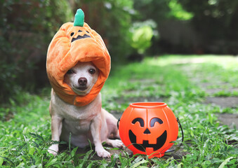 brown  short hair  Chihuahua dog wearing Halloween pumpkin hat sitting on cement in the garden with...
