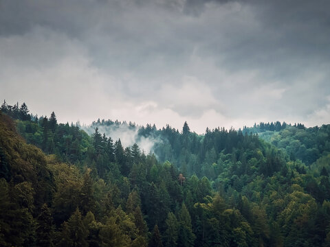 Peaceful fall scene in Carpathian mountains with mixed forest on top of the hills in a gloomy day. Natural autumn landscape in the woods, rainy weather with foggy clouds above the trees © psychoshadow