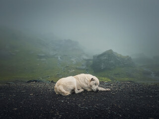 Moody and silent scene with a white, wolf like dog sleeping outdoors on the top of Transfagarasan...