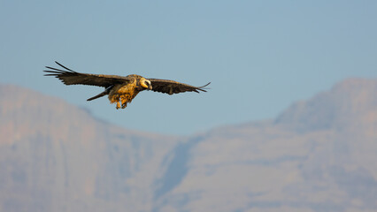 a Bearded vulture gliding on the thermals and flying past the bird hide