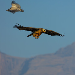 a mature bearded vulture in flight