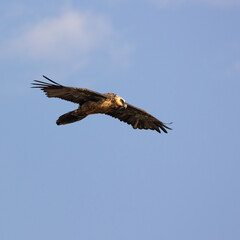 Plakat a Bearded vulture gliding on the thermals and flying past the bird hide