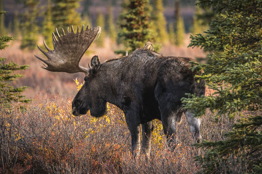 Elchbulle in Alaska