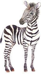 Fototapeta na wymiar Watercolor Baby Zebra Sublimation PNG, Savanna Animals Clipart