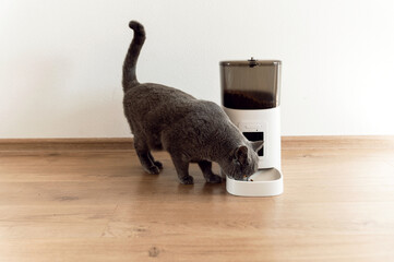 smart cat feeder Scottish cat is waiting for food. feeder for pets. automatic feeding of pet food....