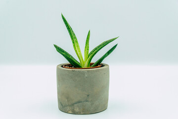 a young aloe plant on white background