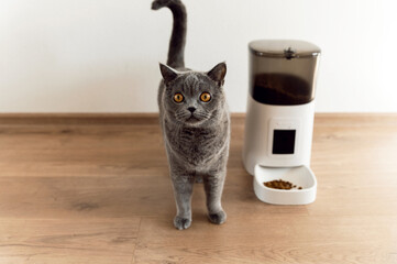 smart cat feeder Scottish cat is waiting for food. feeder for pets. automatic feeding of pet food....