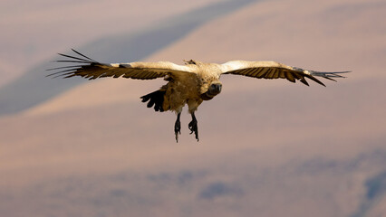 a cape vulture in flight