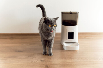 smart cat feeder Scottish cat is waiting for food. feeder for pets. automatic feeding of pet food....