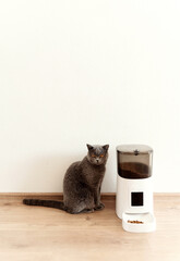 smart cat feeder Scottish cat is waiting for food. feeder for pets. automatic feeding of pet food. modern technologies. feed in the feeder. nutrition by time. domestic cat