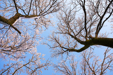 Bottom view on a f winter snowy trees in the blue sky. Frosty branches with hoarfrost twigs in a sunny day. Landscape photography