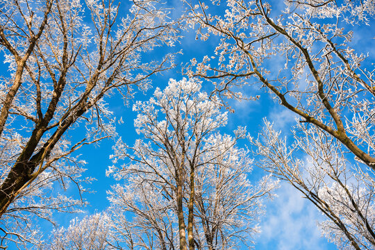 Bottom view on a f winter snowy trees in the blue sky. Frosty branches with hoarfrost twigs in a sunny day. Landscape photography