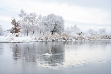 Naklejka na ściany i meble Alone white swan swim in the winter lake water in sunrise time. Frosty snowy trees on background. Animal photography