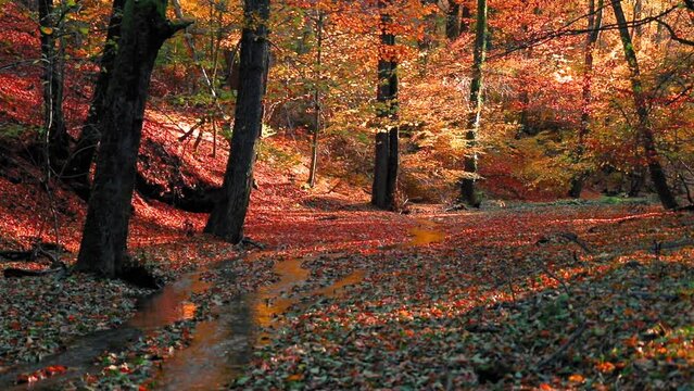 Amazing autumn landscape in the forest with colred leaves and a river flowing