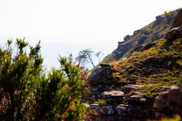 a rock hyrax sunbathing