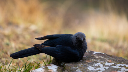 Red-winged sterling at giants castle