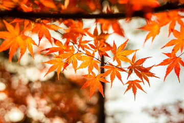 Autumn on Tokyo's 