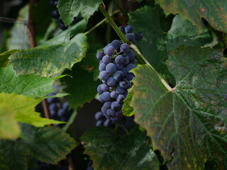 Ripe blue grapes hanging on a grape vine