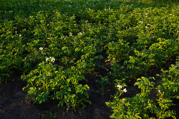 Fototapeta na wymiar Potatoes plants in vegetables garden farmland