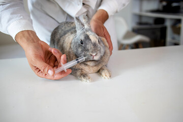 vet and bunny examination of a animal at a vet clinic