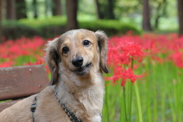 彼岸花と犬　カメラ向き