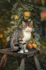 Photo of a beautiful domestic cat near an apple tree.