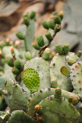 Giant green cactus in Morro Bay california ecosystem wildlife along highway 101