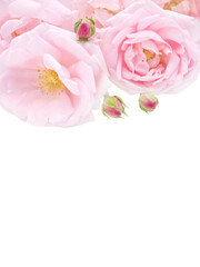 Pale pink roses bouquet isolated transparent png